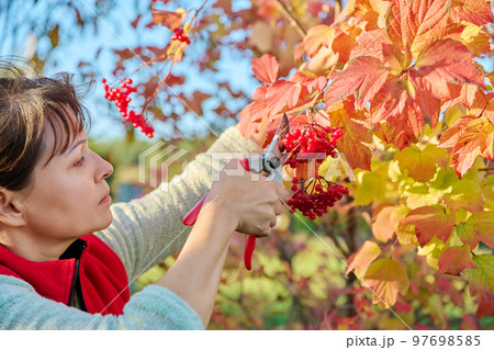 Woman with secateurs cutting branches of ripe red viburnum 97698585