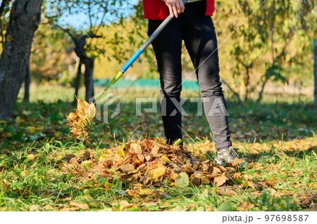 Autumn cleaning with rake of fallen leaves in garden 97698587