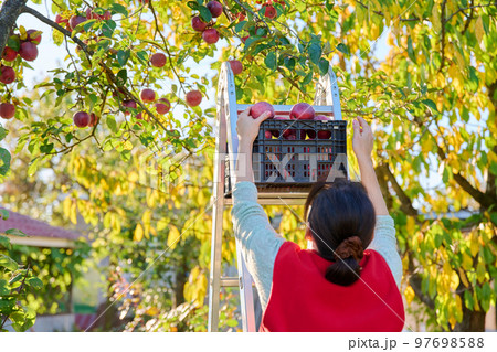 Harvesting apples, woman on ladder picking red ripe apples from tree 97698588