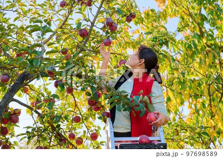 Harvesting apples, woman on ladder picking red ripe apples from tree Harvesting apples, woman on ladder picking red ripe apples from tree 97698589