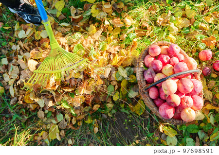 Seasonal autumn garden work, woman raking leaves with rake in apple orchard Seasonal autumn garden work, woman raking leaves with rake in apple orchard 97698591