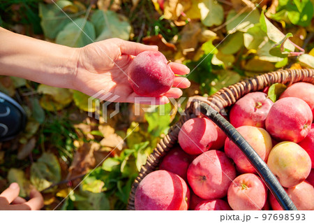 Woman's hands picking ripe red organic apples in basket in autumn garden. 97698593