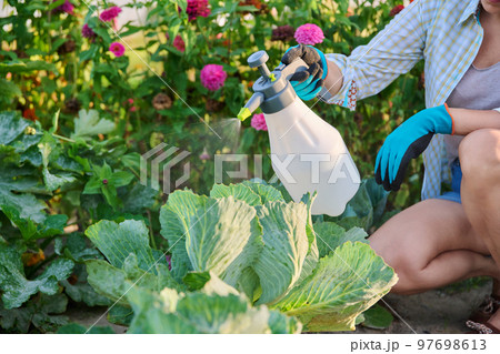 Woman spraying cabbage, pest control, spraying poison to kill insects from leaves Woman spraying cabbage, pest control, spraying poison to kill insects from leaves 97698613