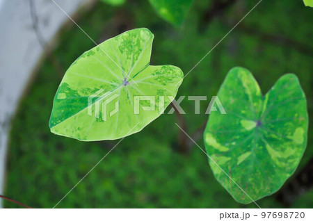 Colocasia esculenta, Lemon Lime Gecko or Colocasia 97698720
