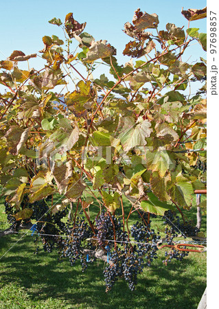 ぶどう畑　ぶどう栽培　醸造用ぶどう　ブドウ展示園 97698857