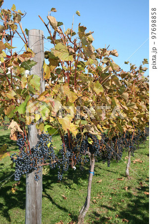 ぶどう畑　ぶどう栽培　醸造用ぶどう　ブドウ展示園 97698858