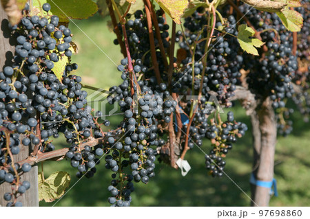 ぶどう畑　ぶどう栽培　醸造用ぶどう　ブドウ展示園 97698860