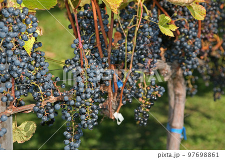 ぶどう畑　ぶどう栽培　醸造用ぶどう　ブドウ展示園 97698861