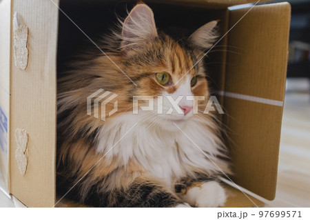 段ボールに隠れる猫　ノルウェージャンフォレストキャット 97699571