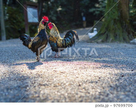ポーズをとる神鶏 97699700