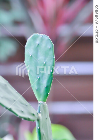 Opuntia cochenillifera, Opuntia or cactus or succulent Opuntia cochenillifera, Opuntia or cactus or succulent 97699805