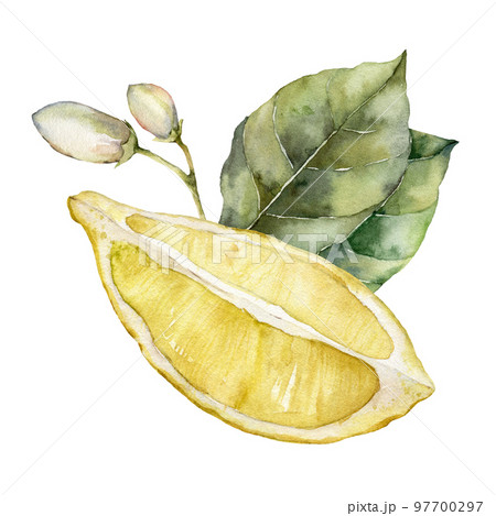 Watercolor tropical card of ripe lemons, leaves and buds. Hand painted branch of fresh fruits and leaves isolated on white background. Tasty food illustration for design, print, fabric or background. 97700297
