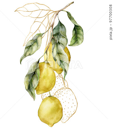 Watercolor tropical card of line art lemons and gold leaves. Hand painted branch of fresh fruits isolated on white background. Tasty food illustration for design, print, fabric or background. Watercolor tropical card of line art lemons and gold leaves. Hand painted branch of fresh fruits isolated on white background. Tasty food illustration for design, print, fabric or background. 97700308