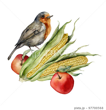 Watercolor autumn composition of robin, corn and apple. Hand painted bird and harvest isolated on white background. Floral illustration for design, print, fabric or background. 97700568