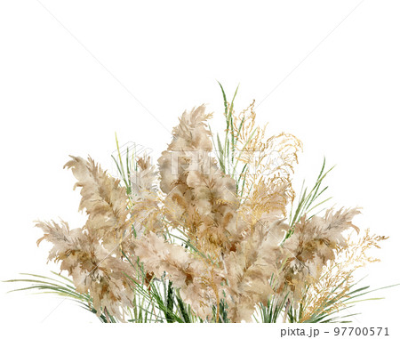 Watercolor horizontal bouquet of green and gold linear pampas grass. Hand painted exotic card of dry plant isolated on white background. Floral illustration for design, print, fabric or background. Watercolor horizontal bouquet of green and gold linear pampas grass. Hand painted exotic card of dry plant isolated on white background. Floral illustration for design, print, fabric or background. 97700571