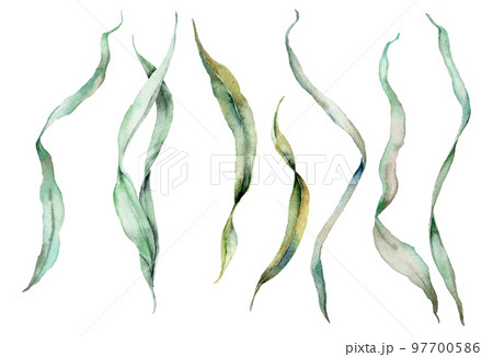 Watercolor green laminaria set. Hand painted underwater floral illustration with algae leaves isolated on white background. For design, fabric or print. 97700586