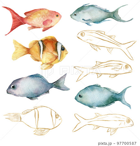 Watercolor tropical set of gold, red, orange and blue fishes. Underwater linear animals isolated on white background. Aquatic illustration for design, print or background. 97700587