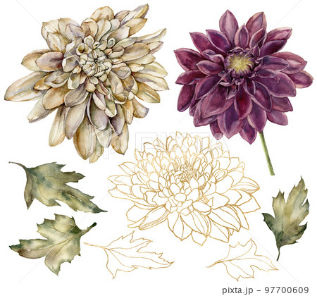 Watercolor floral set of gold dahlia and leaves. Hand painted linear flowers isolated on white background. Floral illustration for design, print, fabric or background. 97700609