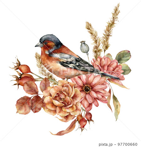 Watercolor autumn bouquet of aster, rose, pampas grass and chaffinch. Hand painted meadow flowers and bird isolated on white background. Floral illustration for design, print, fabric or background. Watercolor autumn bouquet of aster, rose, pampas grass and chaffinch. Hand painted meadow flowers and bird isolated on white background. Floral illustration for design, print, fabric or background. 97700660