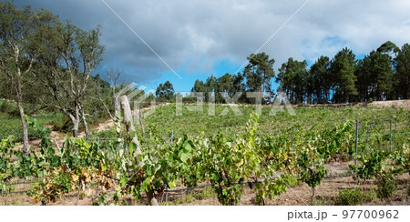 Vineyards with red wine grapes in wine region, Portugal Europe 97700962