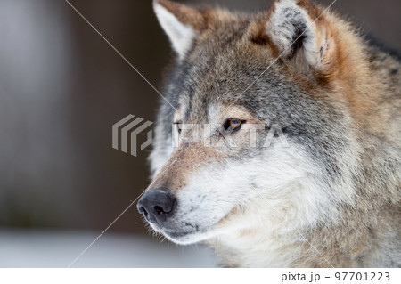 Closeup of brown Canis Lupus Wolf looking away Closeup of brown Canis Lupus Wolf looking away 97701223