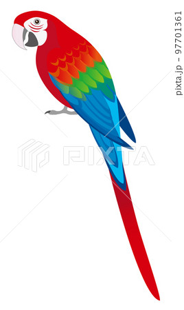 ベニコンゴウインコのイラスト素材 [97701361] - PIXTA