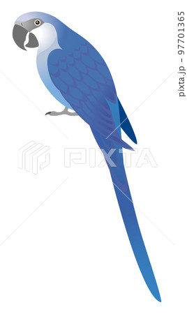 アオコンゴウインコのイラスト素材 [97701365] - PIXTA