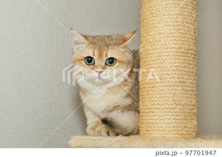 Red Scottish cat with green eyes 97701947