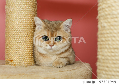Red Scottish cat with green eyes 97701949