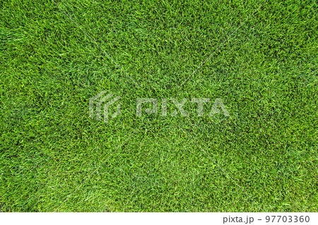 Perfectly trimmed green grass lawn texture, background, top view. 97703360
