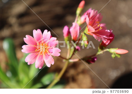 冬に咲くレウイシアの花 97703690