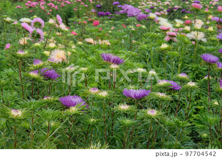 Asters in gardening garden. Decorative blooming flowers in garden. Natural blooming background. 97704542