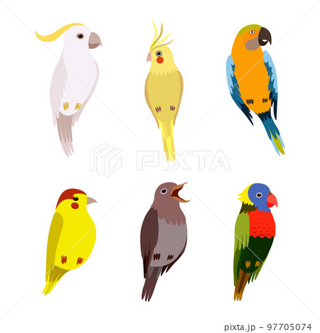 Perching Birds as Winged Feathered Creature with Bright Plumage Vector Set 97705074