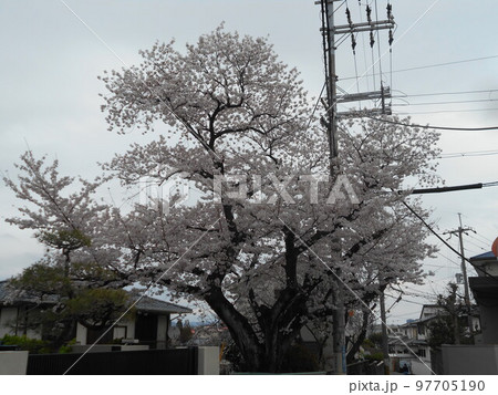 サクラ 97705190