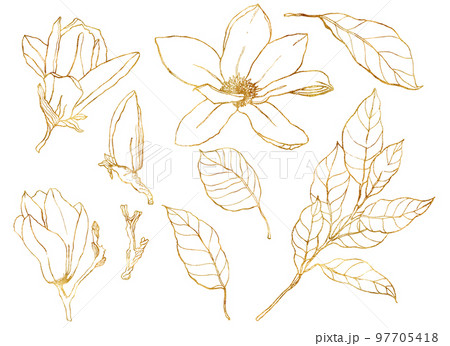 Watercolor floral set with golden magnolias. Hand painted line art flowers and leaves isolated on white background. Spring illustration for design, print, fabric or background. 97705418