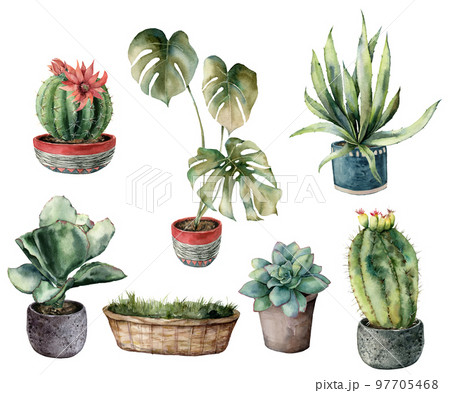 Watercolor home garden with tropical monstera and desert cacti. Hand painted set with plants and pots isolated on white background. Floral exotic illustration for design, print, fabric or background. 97705468