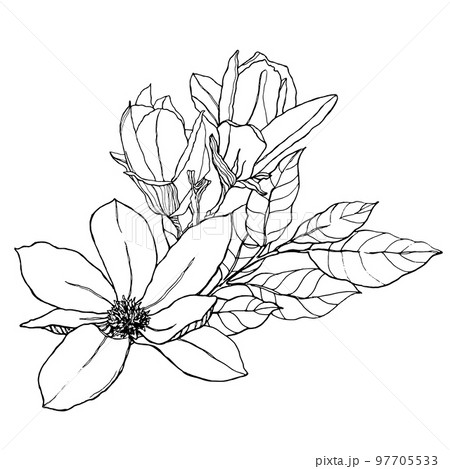 Watercolor floral bouquet with line art leaves, buds and magnolias. Hand painted card with flowers isolated on white background. Spring illustration for design, print, fabric or background. Watercolor floral bouquet with line art leaves, buds and magnolias. Hand painted card with flowers isolated on white background. Spring illustration for design, print, fabric or background. 97705533