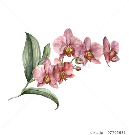 Watercolor bouquet with pink orchid. Hand painted tropical card with flowers, branch and leaves isolated on white background. Floral illustration for design, print, background. Summer template. 97705681