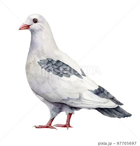 Watercolor card with a white dove. Hand painted greeting postcard with pigeon bird isolated on white background. Easter illustration for design, print, fabric or background. Spring bird. Watercolor card with a white dove. Hand painted greeting postcard with pigeon bird isolated on white background. Easter illustration for design, print, fabric or background. Spring bird. 97705697