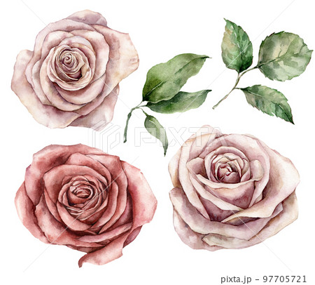Watercolor Christmas set with pink roses and leaves. Hand painted holiday card with flower isolated on white background. Floral illustration for design, print, fabric or background. 97705721