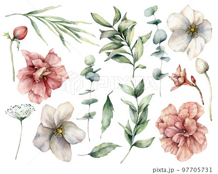 Watercolor floral set with white and pink flowers and eucalyptus leaves. Hand painted roses, buds, berries isolated on white background. Botanical illustration for design, print, fabric, background. 97705731