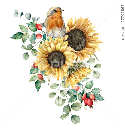 Watercolor autumn bouquet with robin redbreast, sunflowers, leaves and dogroses. Hand painted rustic card isolated on white background. Floral illustration for design, print, fabric or background. Watercolor autumn bouquet with robin redbreast, sunflowers, leaves and dogroses. Hand painted rustic card isolated on white background. Floral illustration for design, print, fabric or background. 97705865