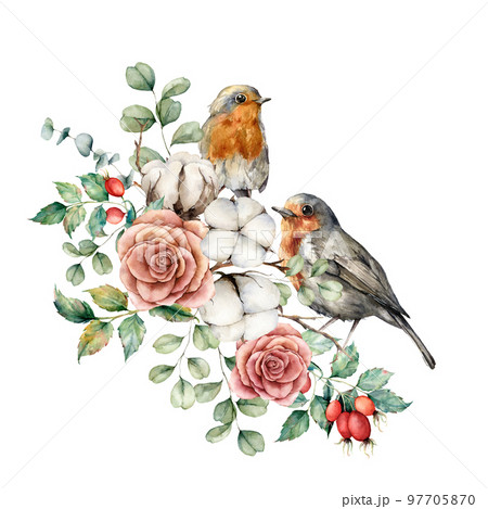 Watercolor card with robin redbreast, cotton, rose, berries and eucalyptus leaves. Hand painted bird and flowers isolated on white background. Floral illustration for design, print or background. 97705870