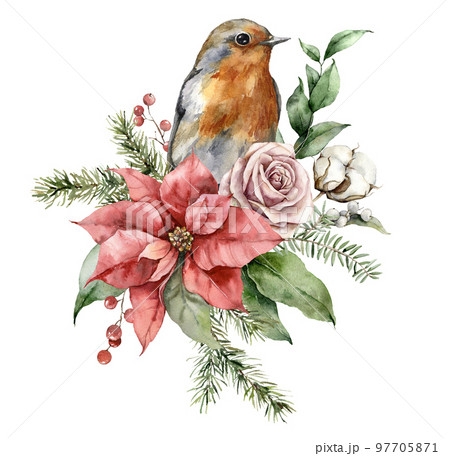 Watercolor Christmas bouquet with robin redbreast, poinsettia, roses and fir branches. Hand painted holiday card with flowers isolated on white background. Illustration for design, print, background. 97705871