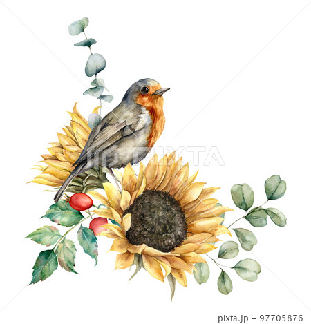 Watercolor autumn bouquet with redbreast, sunflowers, berries and eucalyptus leaves. Hand painted rustic card isolated on white background. Floral illustration for design, print, fabric or background. Watercolor autumn bouquet with redbreast, sunflowers, berries and eucalyptus leaves. Hand painted rustic card isolated on white background. Floral illustration for design, print, fabric or background. 97705876