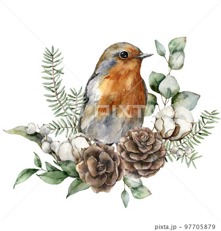 Watercolor Christmas bouquet with robin redbreast, cotton and fir branches. Hand painted holiday card with flowers and leaves isolated on white background. Illustration for design, print, background. 97705879