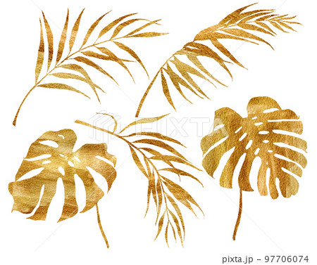 Watercolor tropical set with golden monstera and coconut leaves. Hand painted exotic branches isolated on white background. Floral illustration for design, print, fabric or background. Watercolor tropical set with golden monstera and coconut leaves. Hand painted exotic branches isolated on white background. Floral illustration for design, print, fabric or background. 97706074
