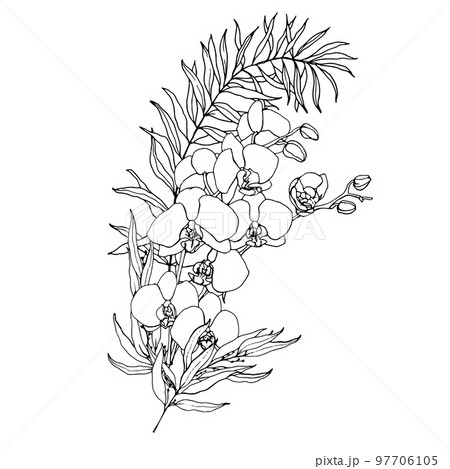 Vector line art bouquet with eucalyptus and orchids. Hand painted tropical card with flowers, branches and leaves isolated on white background. Floral illustration for design, print, background. Vector line art bouquet with eucalyptus and orchids. Hand painted tropical card with flowers, branches and leaves isolated on white background. Floral illustration for design, print, background. 97706105