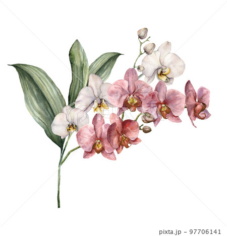 Watercolor bouquet with pink and white orchids. Hand painted tropical card with flowers, branches and leaves isolated on white background. Floral illustration for design, print, background. 97706141