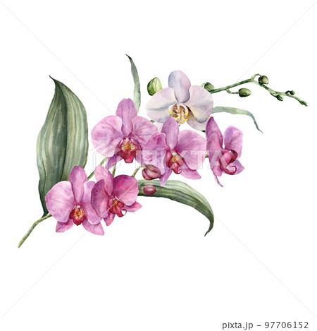 Watercolor bouquet with white and pink orchids. Hand painted tropical card with flowers, branches and leaves isolated on white background. Floral illustration for design, print, background. 97706152